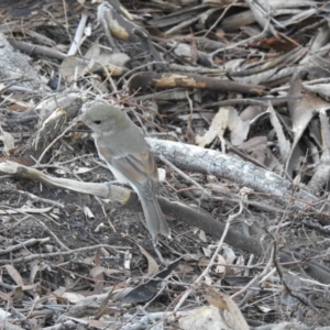 Pachycephala pectoralis at Acton, ACT - 14 Apr 2017