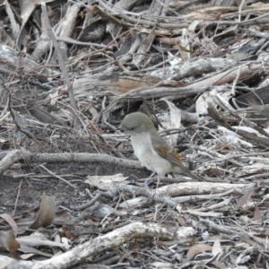 Pachycephala pectoralis at Acton, ACT - 14 Apr 2017