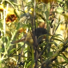 Acanthiza pusilla (Brown Thornbill) at ANBG - 13 Apr 2017 by Qwerty