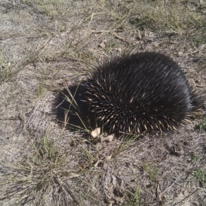 Tachyglossus aculeatus at Gungahlin, ACT - 14 Apr 2017 10:47 AM