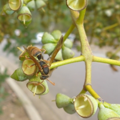 Polistes (Polistella) humilis (Common Paper Wasp) at ANBG - 13 Apr 2017 by JanetRussell