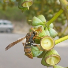 Polistes (Polistella) humilis at Acton, ACT - 13 Apr 2017