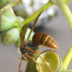 Polistes (Polistella) humilis at Acton, ACT - 13 Apr 2017