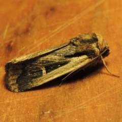 Proteuxoa tortisigna (Streaked Rictonis Moth) at Conder, ACT - 3 Apr 2017 by MichaelBedingfield