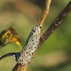 Utetheisa pulchelloides (Heliotrope Moth) at Urambi Hills - 14 Apr 2017 by MichaelBedingfield