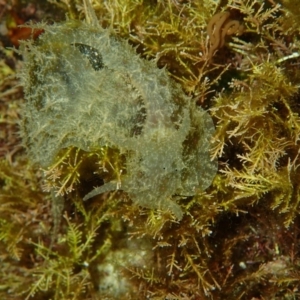 Stylocheilus striatus at The Blue Pool, Bermagui - 9 Apr 2017