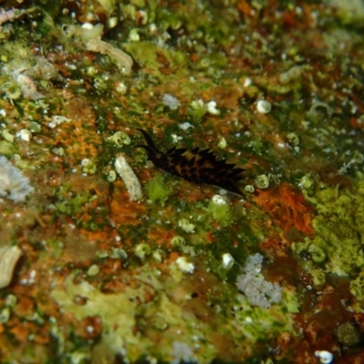 Placida cremoniana (PLacida cremoniana) at Bermagui, NSW - 9 Apr 2017 by NickShaw