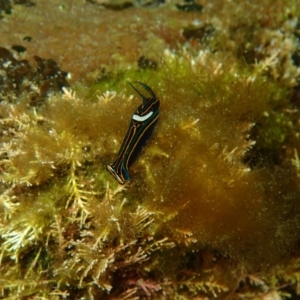 Chelidonura hirundinina at The Blue Pool, Bermagui - 9 Apr 2017 11:11 AM