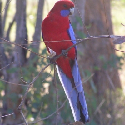 Platycercus elegans (Crimson Rosella) at Kambah, ACT - 14 Apr 2017 by MatthewFrawley