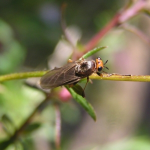 Inopus rubriceps at Kambah, ACT - 14 Apr 2017