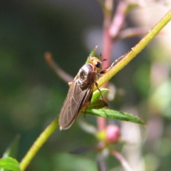 Inopus rubriceps at Kambah, ACT - 14 Apr 2017 01:13 PM