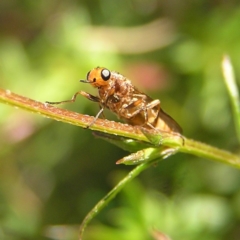 Inopus rubriceps at Kambah, ACT - 14 Apr 2017 01:13 PM