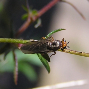 Inopus rubriceps at Kambah, ACT - 14 Apr 2017