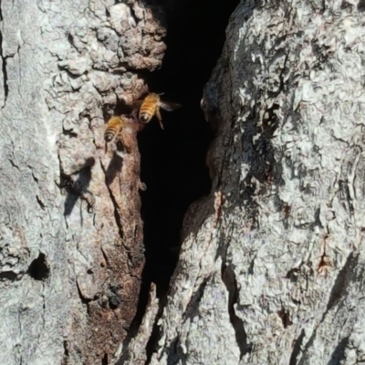 Apis mellifera (European honey bee) at Mount Mugga Mugga - 15 Apr 2017 by Mike