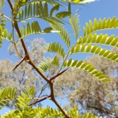 Gleditsia triacanthos (Honey Locust, Thorny Locust) at O'Malley, ACT - 15 Apr 2017 by Mike