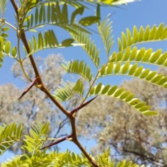 Gleditsia triacanthos (Honey Locust, Thorny Locust) at Mount Mugga Mugga - 15 Apr 2017 by Mike