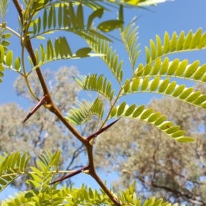 Gleditsia triacanthos at O'Malley, ACT - 15 Apr 2017 11:58 AM