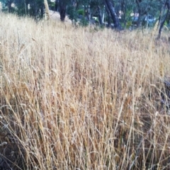 Phalaris aquatica (Phalaris, Australian Canary Grass) at Red Hill to Yarralumla Creek - 27 Feb 2017 by ruthkerruish