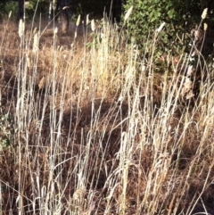 Phalaris aquatica at Hughes, ACT - 28 Feb 2017