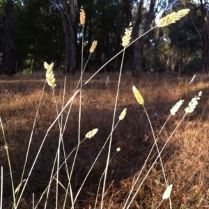 Phalaris aquatica at Hughes, ACT - 28 Feb 2017