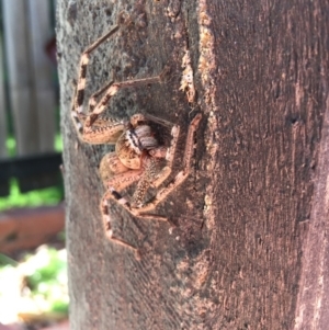 Neosparassus calligaster at Cook, ACT - 15 Apr 2017