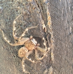 Neosparassus calligaster at Cook, ACT - 15 Apr 2017