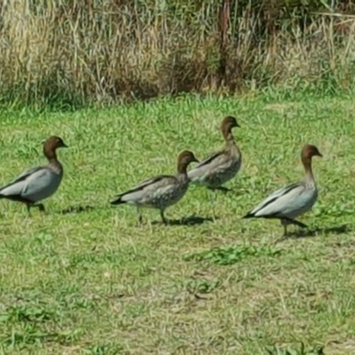 Chenonetta jubata (Australian Wood Duck) at Mount Mugga Mugga - 15 Apr 2017 by Mike