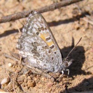 Lucia limbaria at Bullen Range - 15 Apr 2017 11:51 AM