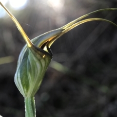 Diplodium laxum (Antelope greenhood) at Mount Majura - 15 Apr 2017 by AaronClausen