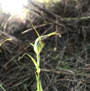 Diplodium laxum at Hackett, ACT - 15 Apr 2017