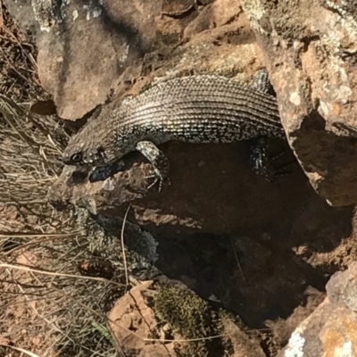 Egernia cunninghami (Cunningham's Skink) at Mount Majura - 15 Apr 2017 by AaronClausen