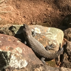 Egernia cunninghami at Hackett, ACT - 15 Apr 2017