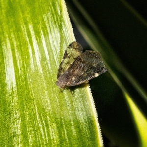 Scolypopa australis at Banks, ACT - 15 Apr 2017