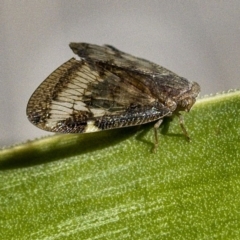 Scolypopa australis at Banks, ACT - 15 Apr 2017 12:00 AM