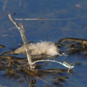 Austrolestes leda at Urambi Hills - 14 Apr 2017