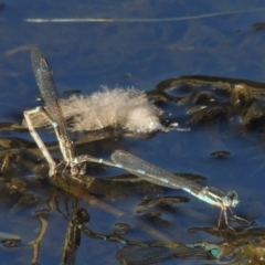 Austrolestes leda at Urambi Hills - 14 Apr 2017 05:48 PM