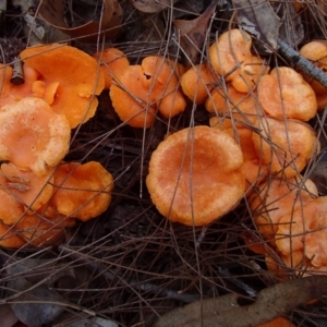 Cantharellus concinnus at Bermagui, NSW - 8 Apr 2017 05:17 PM
