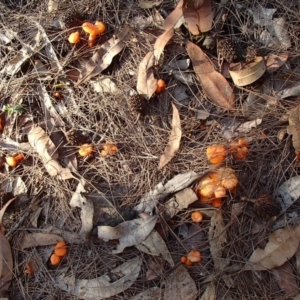 Cantharellus concinnus at Bermagui, NSW - 8 Apr 2017 05:17 PM