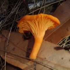 Cantharellus concinnus at Bermagui, NSW - 8 Apr 2017 05:17 PM