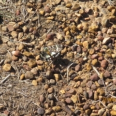 Apina callisto (Pasture Day Moth) at Amaroo, ACT - 15 Apr 2017 by Rosie