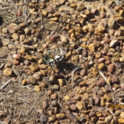 Apina callisto (Pasture Day Moth) at Amaroo, ACT - 14 Apr 2017 by Rosie