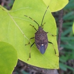 Poecilometis strigatus (Gum Tree Shield Bug) at QPRC LGA - 15 Apr 2017 by Safarigirl