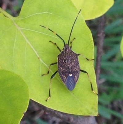 Poecilometis strigatus (Gum Tree Shield Bug) at Burra, NSW - 15 Apr 2017 by Safarigirl