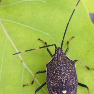 Poecilometis strigatus at Burra, NSW - 15 Apr 2017 08:39 PM