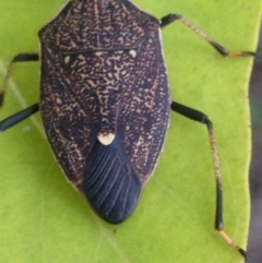 Poecilometis strigatus at Burra, NSW - 15 Apr 2017 08:39 PM