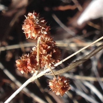 Luzula densiflora (Dense Wood-rush) at Burra, NSW - 15 Apr 2017 by Safarigirl