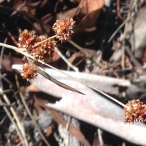 Luzula densiflora at Burra, NSW - 15 Apr 2017