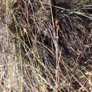 Luzula densiflora at Burra, NSW - 15 Apr 2017 08:40 PM