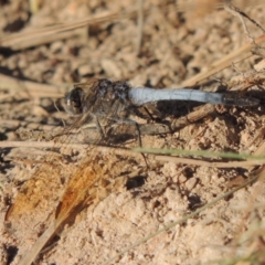 Orthetrum caledonicum (Blue Skimmer) at Urambi Hills - 14 Apr 2017 by MichaelBedingfield