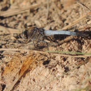 Orthetrum caledonicum at Urambi Hills - 14 Apr 2017 05:59 PM